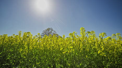 Zeitraffer-Eines-Feldes-Gelber-Rapsblüten-Unter-Großer-Sonne