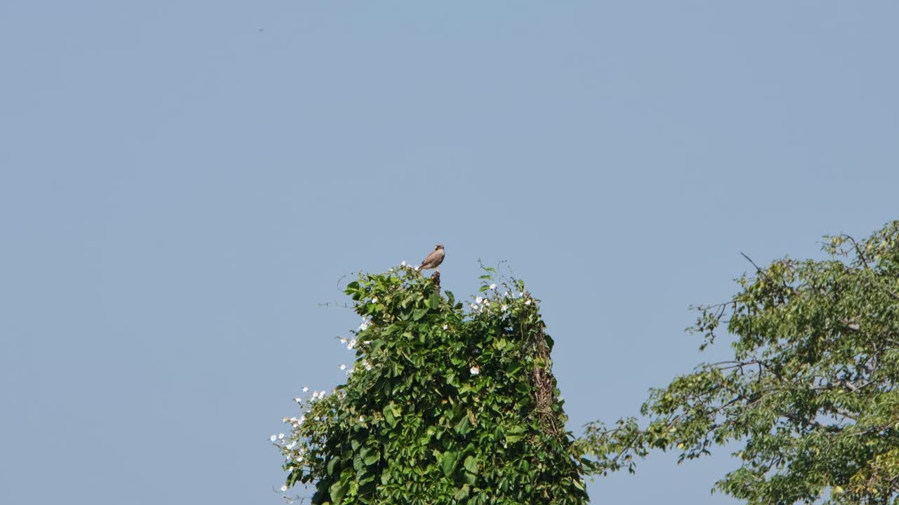 visto en la cima de un árbol mirando a su alrededor con un fantástico fondo de cielo azul, buzzard de alas rufos butastur liventer, tailandia