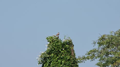 Gesehen-Auf-Einem-Baum,-Der-Sich-Mit-Einem-Fantastischen-Blauen-Himmelshintergrund-Umschaut,-Rotflügelbussard-Butastur-Liventer,-Thailand