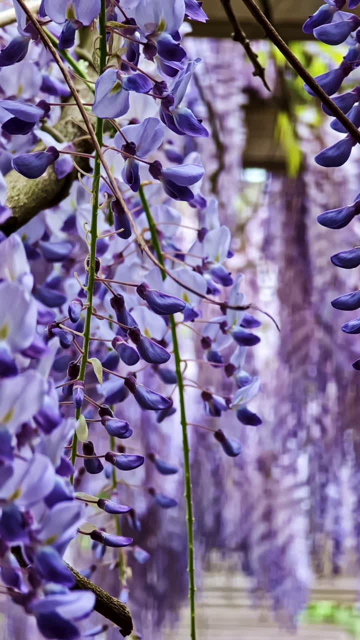 Blooming purple wisteria flowers hanging down in lush garden setting Vertical natural background in purple tones