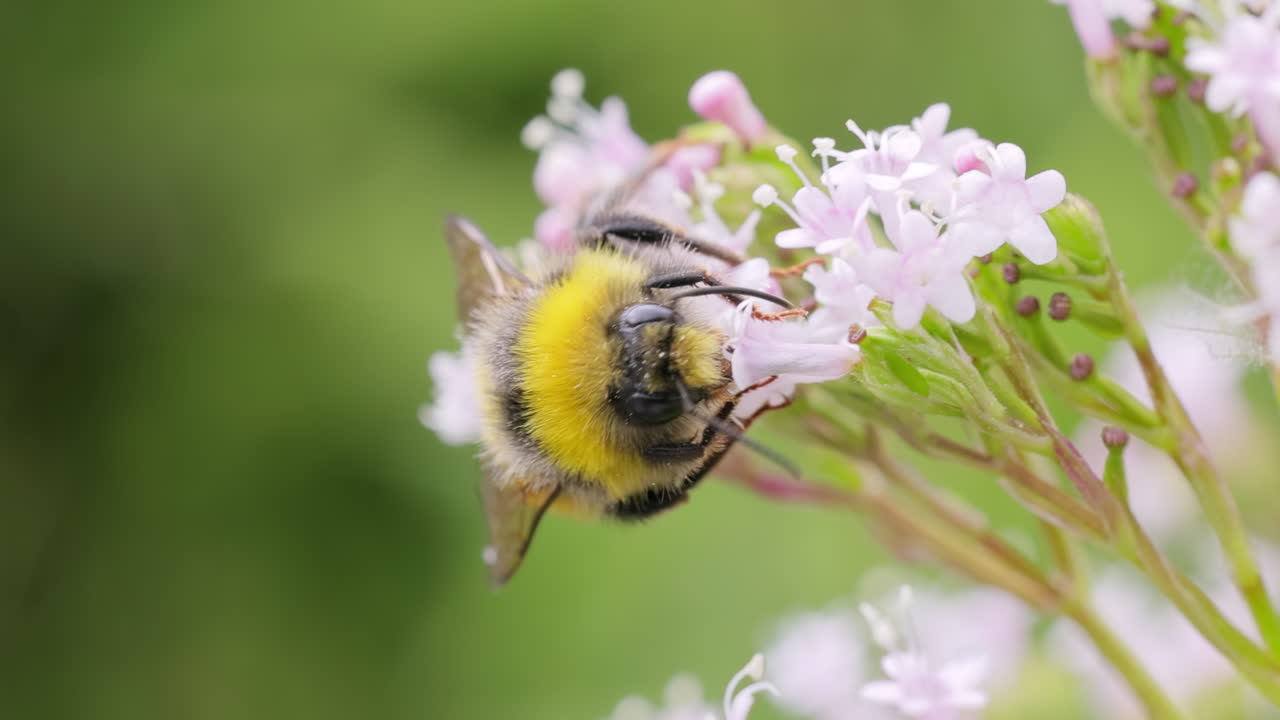 Bumblebee collects flower nectar at sunny day. Bumble bee in macro shot in slow motion.