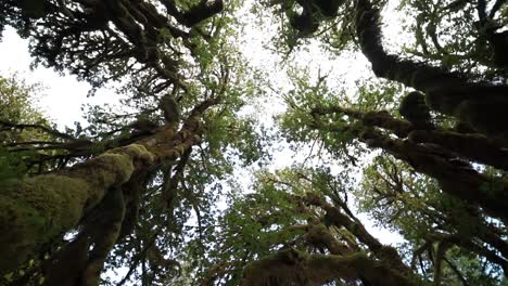 fpv looking up and spiraling view of the rain forest canopy