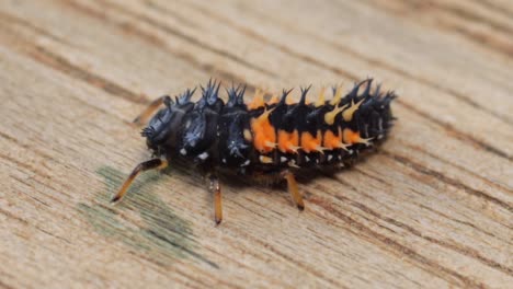 extreme close-up of asian orange and black ladybird larva on wooden surface