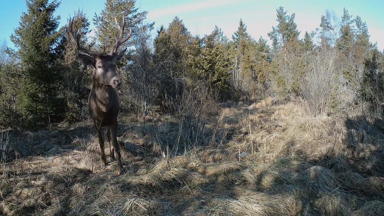 Cervo maschio (Cervus elaphus) ripreso dalla fototrappola mentre si guarda intorno con sospetto. Saaremaa, Estonia.