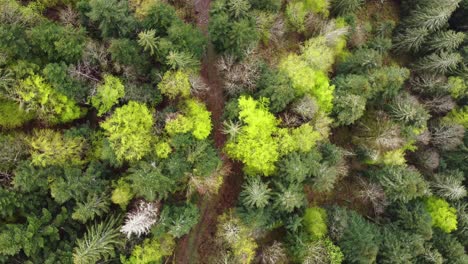 árboles de hoja perenne de bosque de primavera aérea de arriba hacia abajo 4k