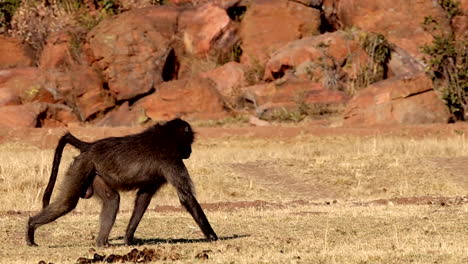 slow motion profile tracking shot of male baboon papio ursinus walking