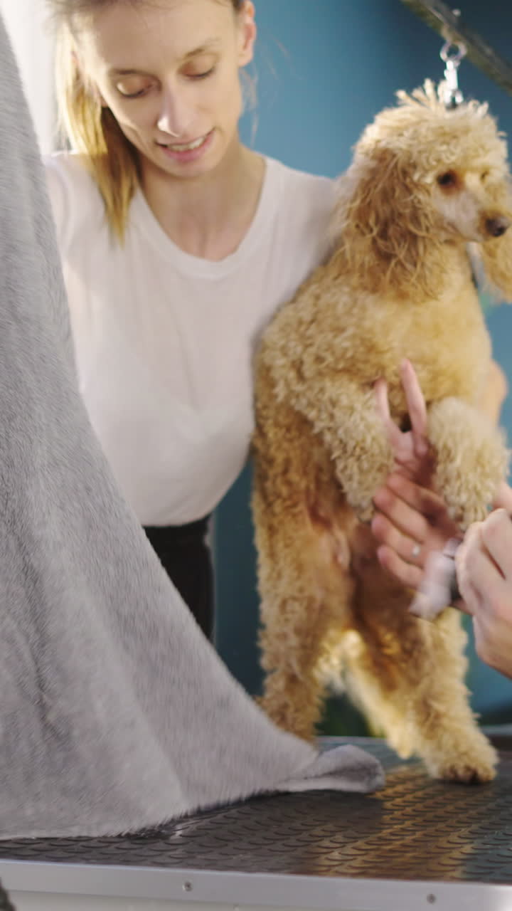 Professional Groomer Drying and Brushing a Poodle Dog's Fur