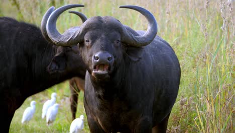 cape buffalos grazing in grass field, portrait