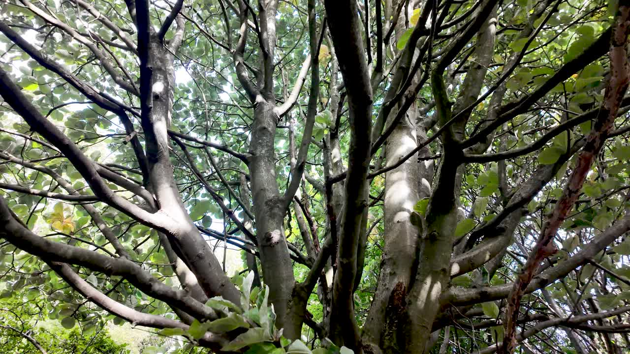Tree branches and green leaves forming a dense canopy viewed from below