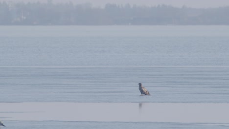 Seeadler-Sitzt-Im-Zeitigen-Frühjahr-Auf-Dem-Gefrorenen-Dünnen-Eis-Des-Sees