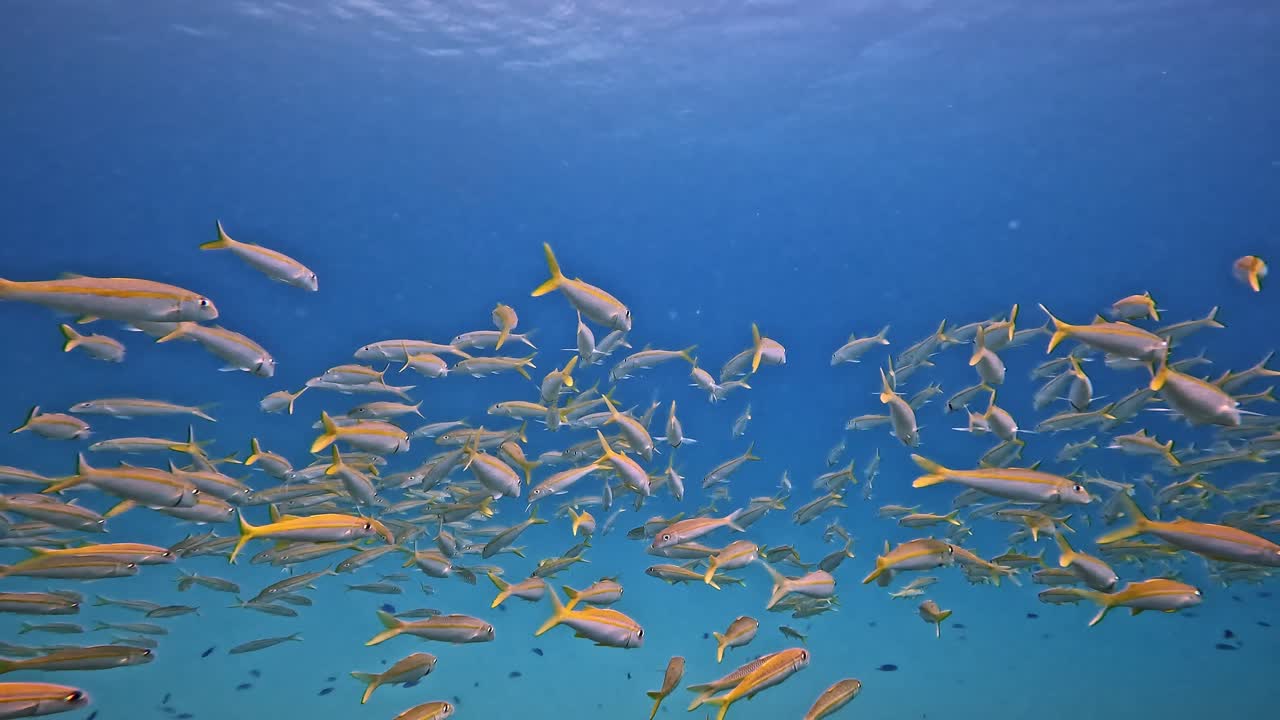 A huge school of yellow snappers swims peacefully just below the calm, turquoise blue ocean's surface