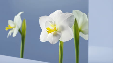 elegant white narcissus flowers with yellow centers reflected on a blue background