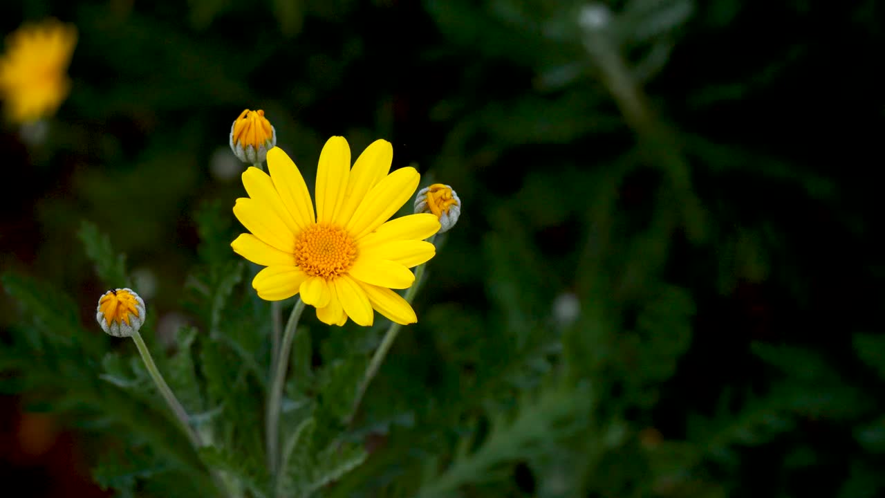 Piccoli fiori selvatici gialli.