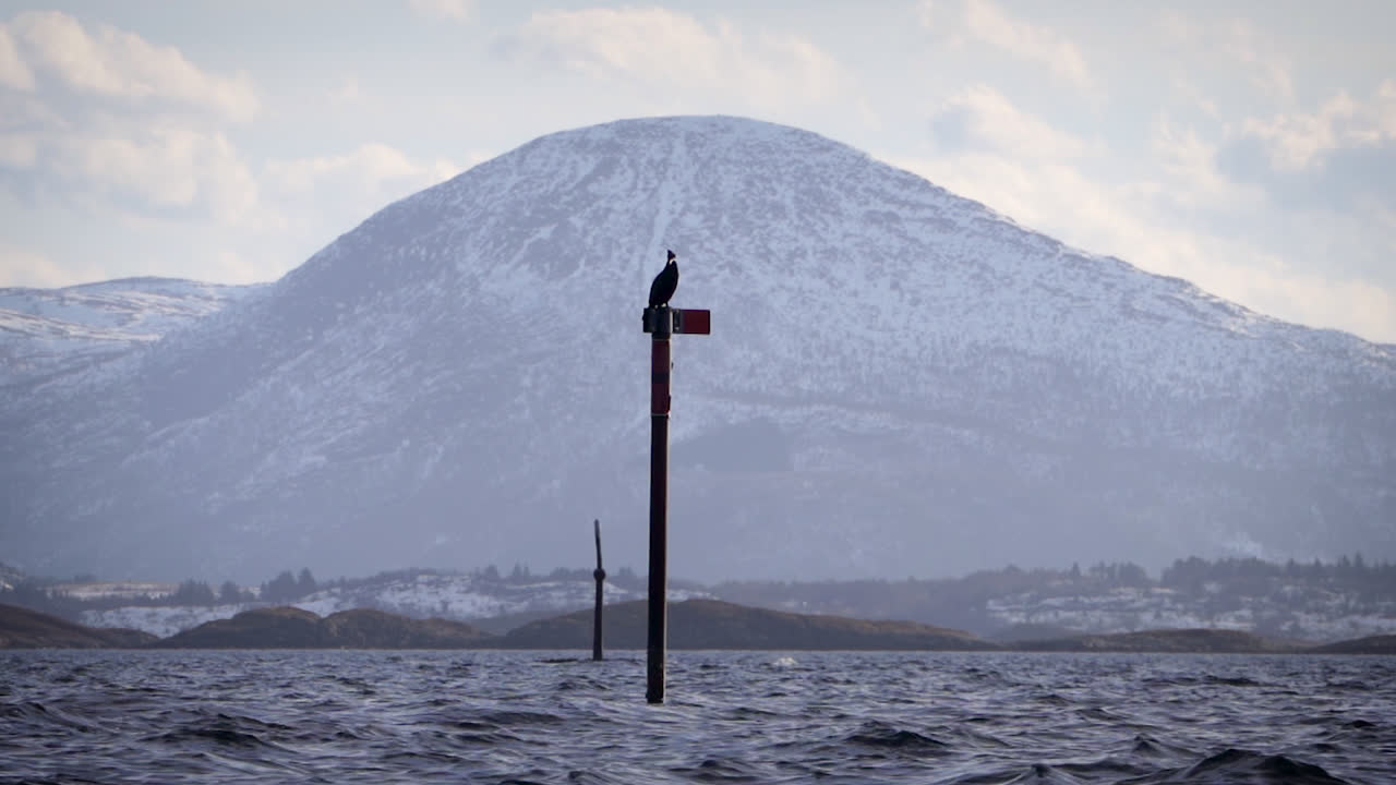 Cormorant on a pole. Coastal scene with mountain in background.