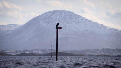 cormorant on a pole. coastal scene with mountain in background.