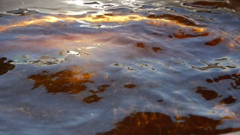 close-up of a still body of water with sunlight reflecting