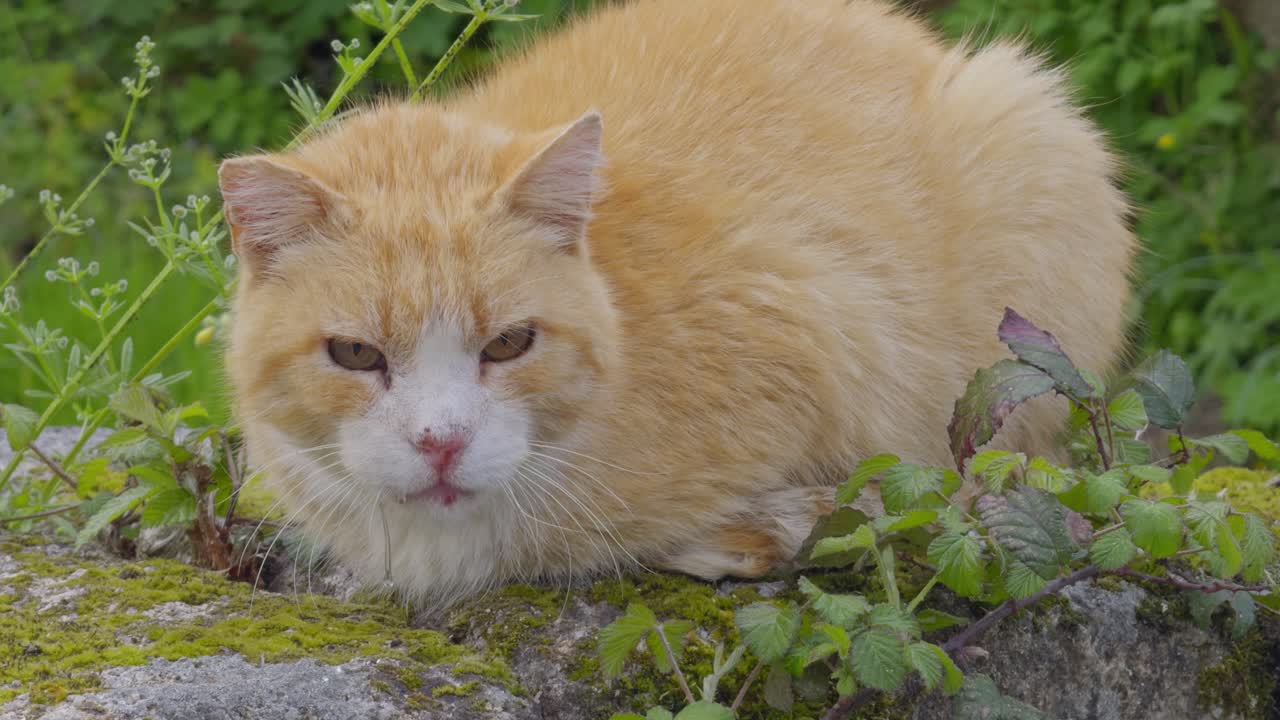 Beautiful Orange Cat Loafing On A Stone Wall Surrounded By Plants And Moss