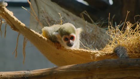 baby spider monkey in a hanging nest