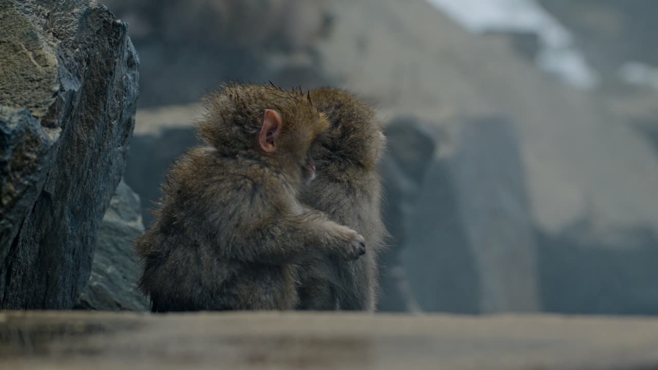 una conmovedora escena de dos monos bebés de nieve disfrutando del calor de jigokudani onsen en yamanouchi, japón.