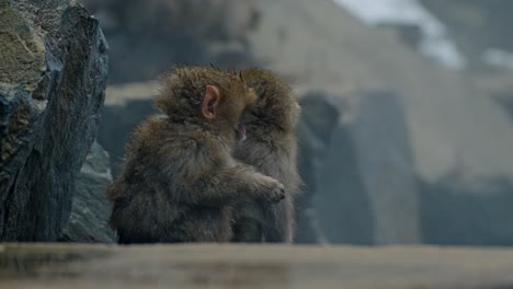 a heartwarming scene of two snow baby monkeys enjoying the warmth of jigokudani onsen in yamanouchi, japan.