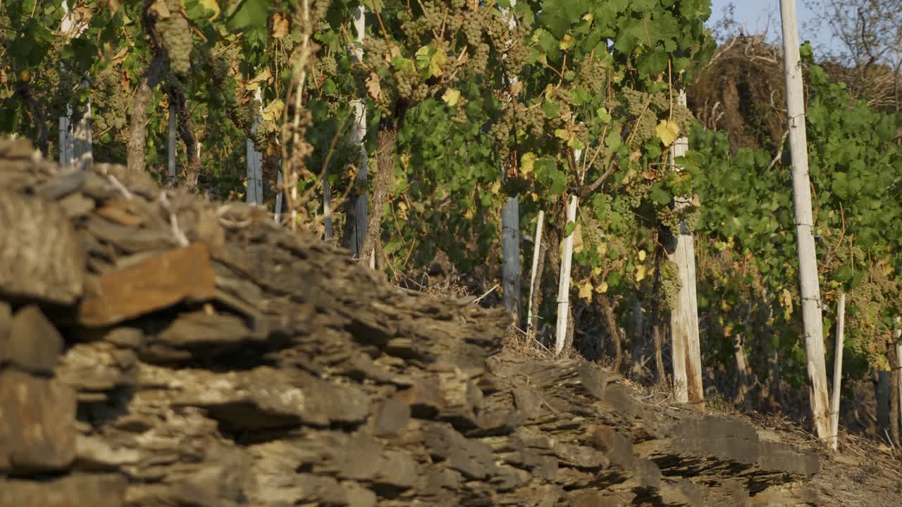 포도원의 슬레이트에서 자라는 포도 덩굴 - 독일 아르 밸리 - 패닝 포커스