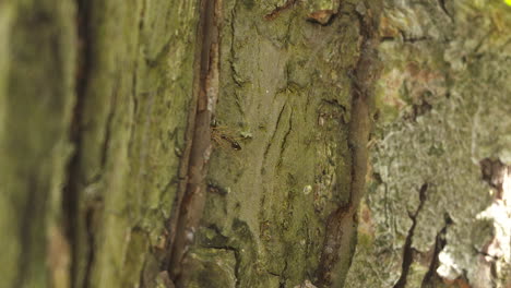 two ants meet on the bark of an apple tree on a sunny, spring day