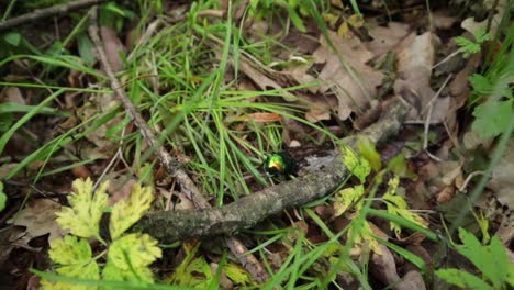 Dogbane-Blattkäfer,-Der-Auf-Dem-Gras-Im-Wald-Liegt,-Nahaufnahme-Zu-Hochwinkelaufnahme