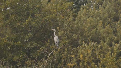 Great-Egret-with-black-spots-rests-sitting-on-tree-branch,-full-shot