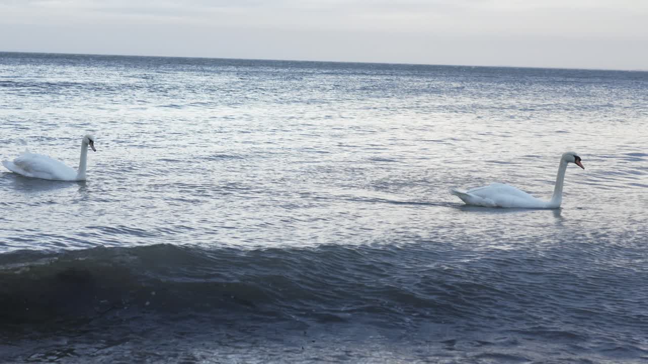 лебеди, плавающие недалеко от берега