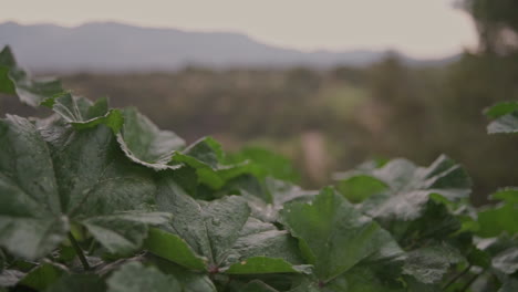 Imágenes-De-Cerca-De-Hojas-De-Plantas-Bajas-Con-Una-Montaña-En-El-Fondo