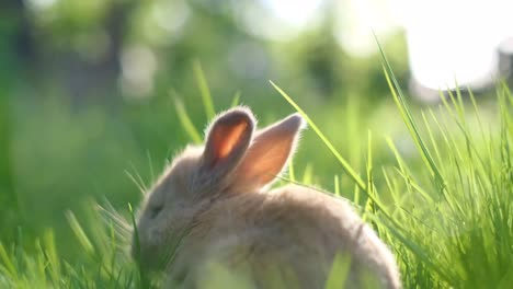 a little easter red fluffy rabbit is sitting on a green meadow of a spring forest. easter bunny