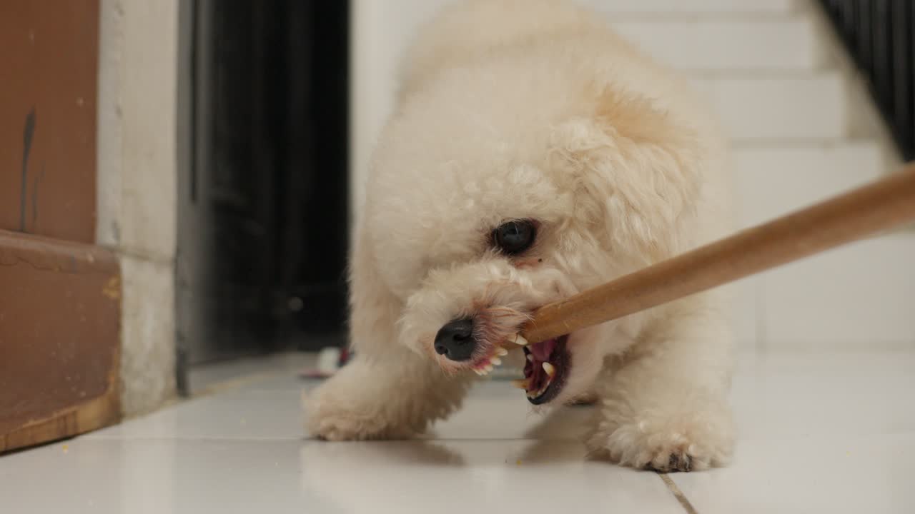 Premium stock video Toy poodle aggressively bites a stick indoors on