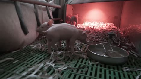 cute piglets staying under warming lamps on farms