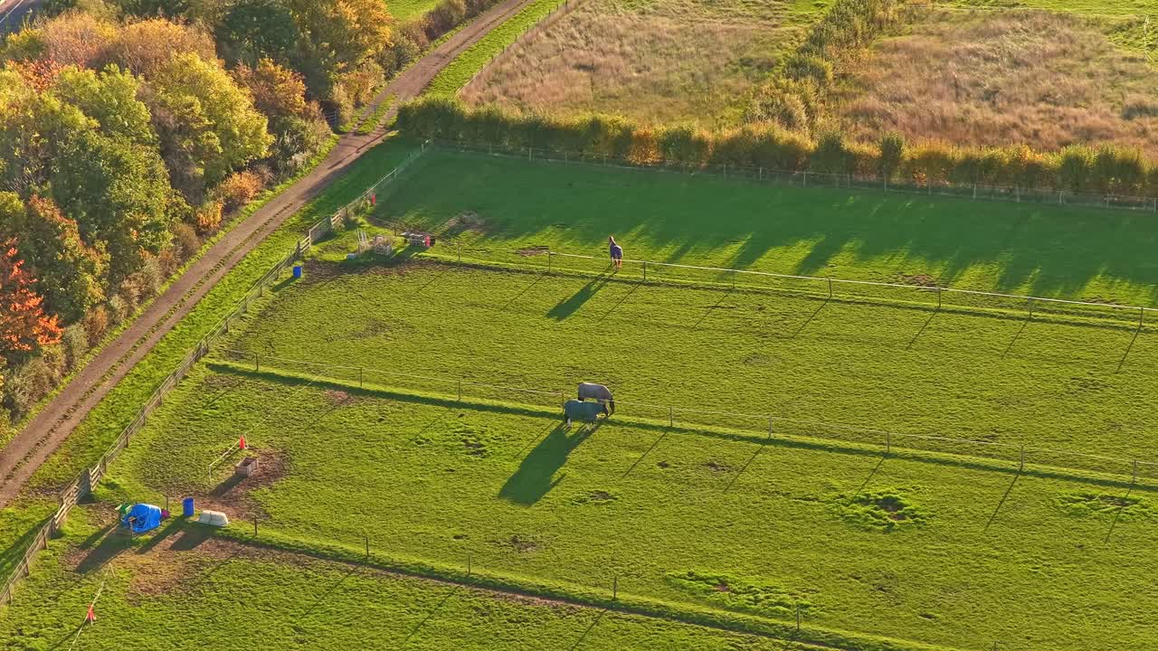Grassy paddock in Hemingfield, Barnsley, showing three horses, colored barrels, and fenced enclosures under warm afternoon light, drone static shot