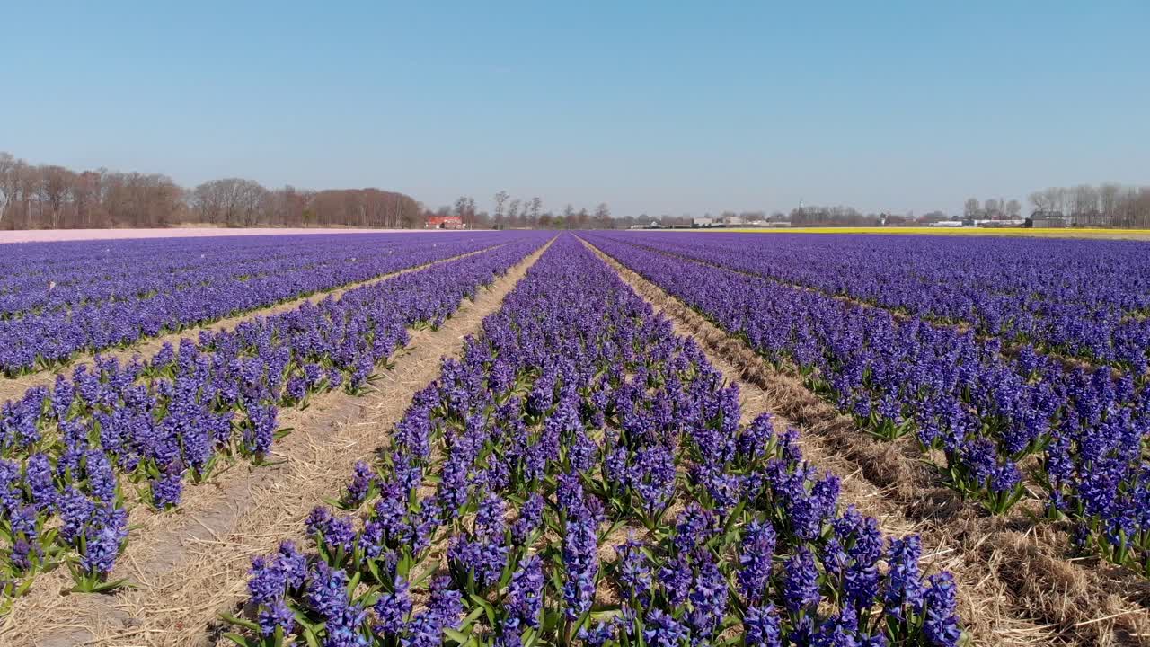 hyacinthus orientalis púrpura en el prado durante la primavera en holanda, países bajos