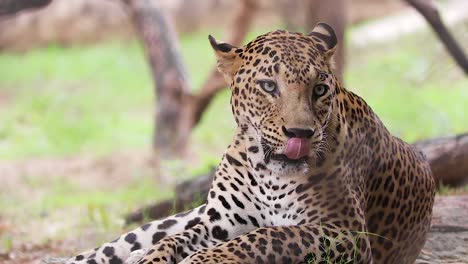 indian leopard cleaning his front feet by licking, close up of leopard in the forest