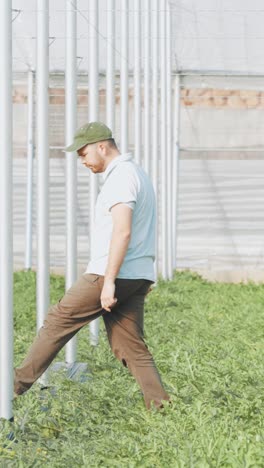 farmer walking and checking watermelon plants in greenhouse