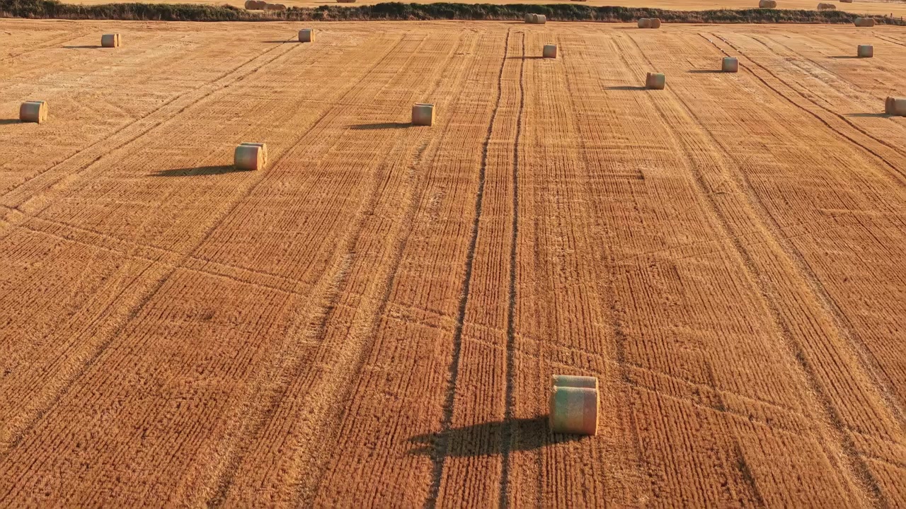 Kamera drone terbang maju di atas ladang jerami emas yang tersebar dengan gulungan jerami bundar, pemandangan lanskap pertanian dari ketinggian