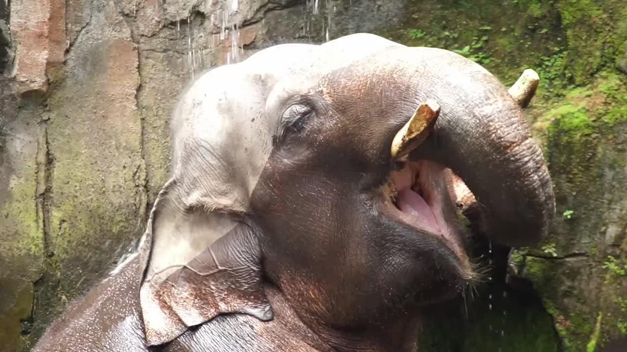 el elefante se ducha y juega en el agua cae goteando contra la roca musgosa en el estanque