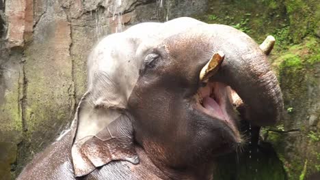 elephant takes shower and plays in water fall trickle against mossy rock in pond