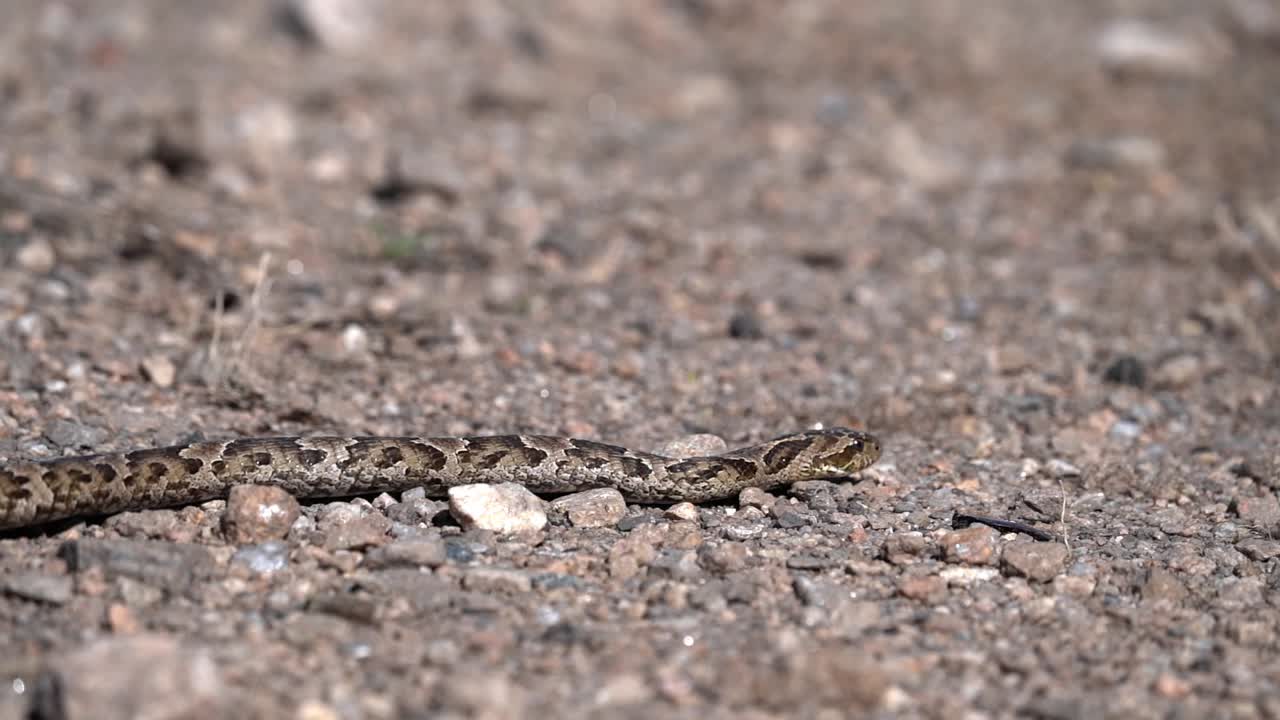 un fascinante video en cámara lenta de una serpiente deslizándose sigilosamente a través de la escena, mostrando su movimiento gracioso e hipnotizante