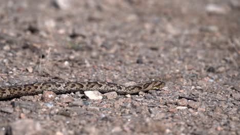 Fascinante-Video-En-Cámara-Lenta-De-Una-Serpiente-Deslizándose-Sigilosamente-Por-La-Escena,-Mostrando-Su-Movimiento-Elegante-Y-Fascinante