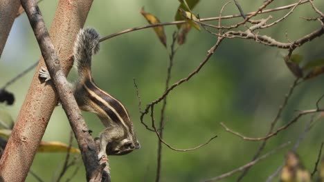 Eichhörnchen-Frisst-Futter---Schwanz-