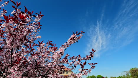 close up shot of pink sakura flowers in full bloom on tree branches against blue sky with white clouds on a sunny day