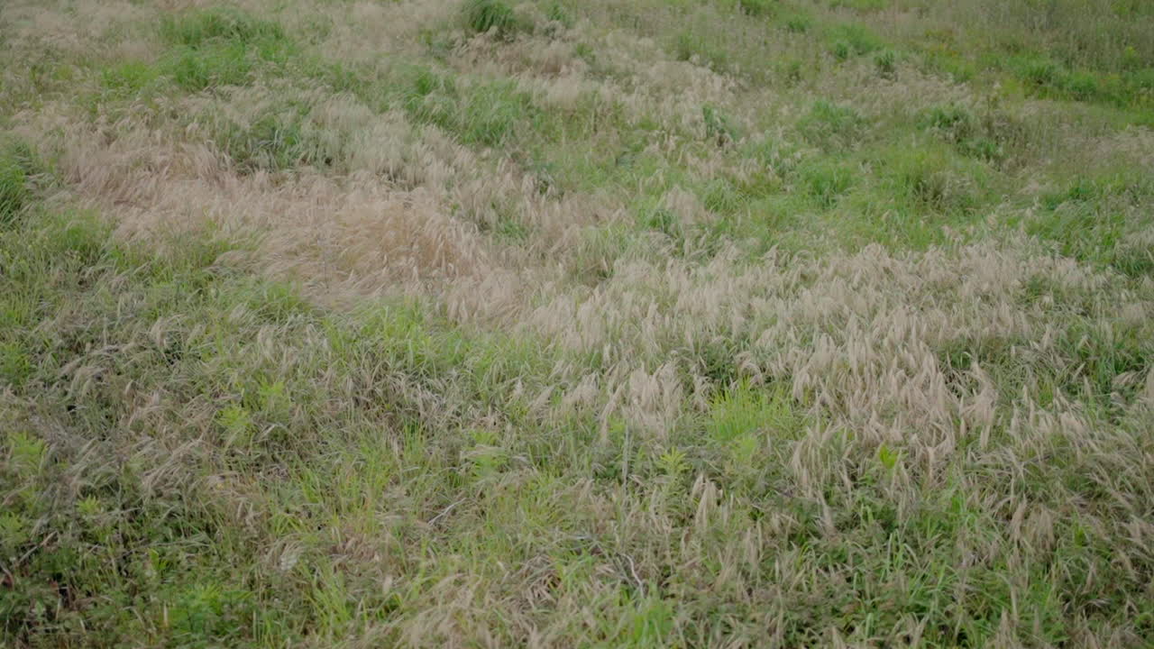 Wind gently moving through lush green and beige vegetation