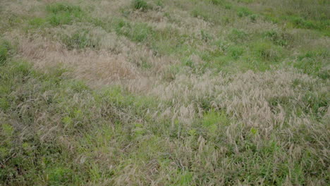 wind gently moving through lush green and beige vegetation