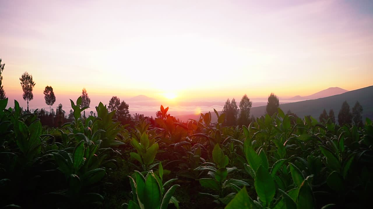 silueta de la planta de tabaco frente al paisaje de nubes doradas al amanecer dorado - pico de la montaña en el fondo temprano en la mañana-1