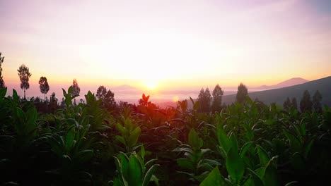 Silueta-De-La-Planta-De-Tabaco-Frente-Al-Paisaje-De-Nubes-Doradas-Al-Amanecer-Dorado---Pico-De-La-Montaña-En-El-Fondo-Temprano-En-La-Mañana-1