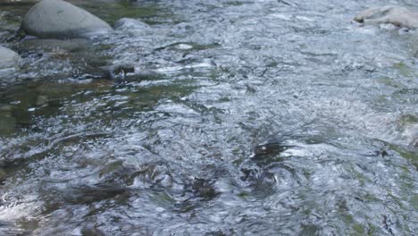 mountain brook downstream with pan up