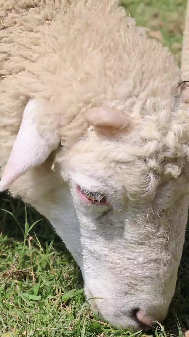 Un giovane agnello pascola sull'erba verde sotto la luce solare intensa in un campo rurale.